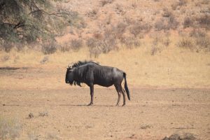 afrique-du-sud-large-3869-copie